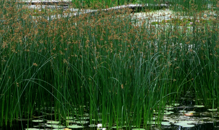 Камыш Табернемонтана. Камыш Озёрный Scirpus lacustris. Камыш Озерный пестролистный. Схеноплектус Озерный. Опускался вечер через прибрежные заросли на воду