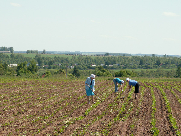Работа в поле из Яндекс картинок