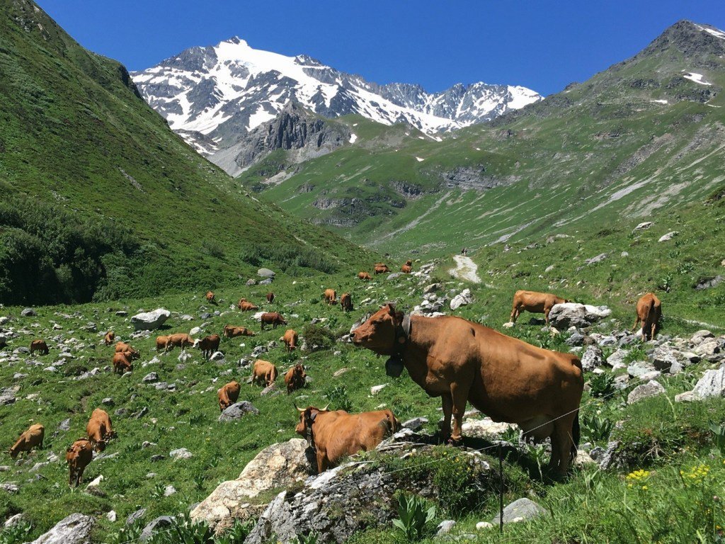 Пастбище в горах