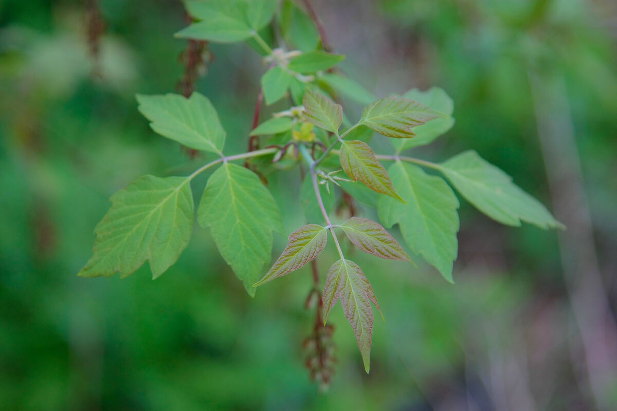 Фото из Интернета: листва дерева-сорняка клён американский ясенелистный