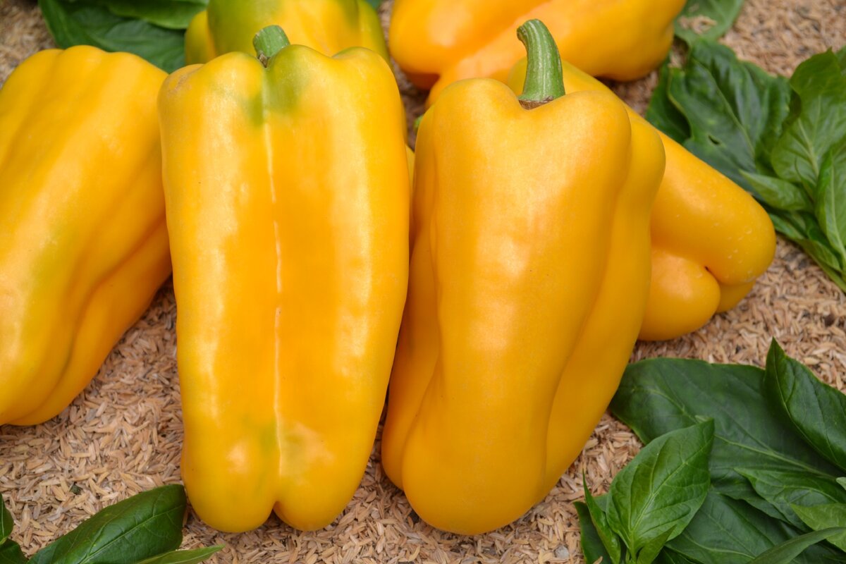 «Какаду» желтый