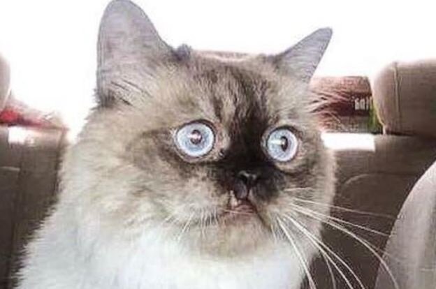 Вот так выглядит счастливый котик сразу после чистки