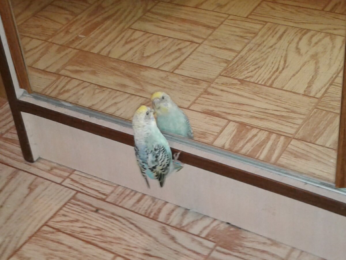 Наш первый волнистый попугай Чичи 