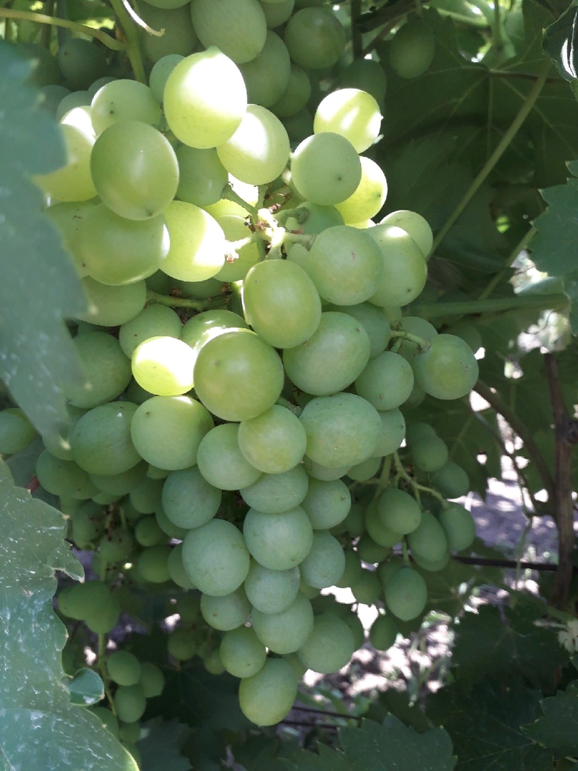 Когда и как сажать виноград🍇🍇🍇 | Сад, дом, огород | Дзен