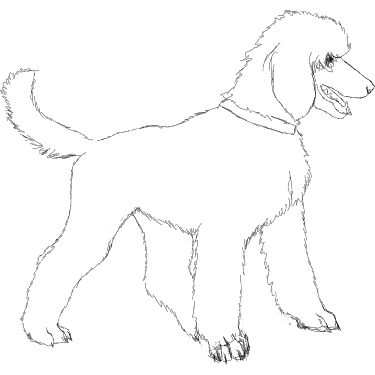 Все-таки пудель - очень элегантная собака. 