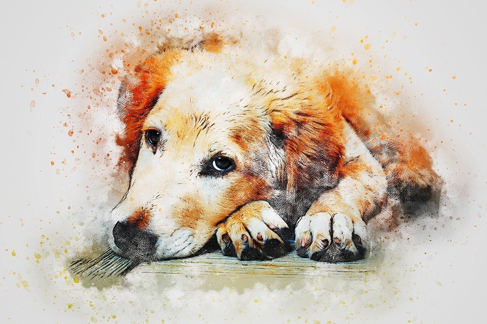 pixabay.com
