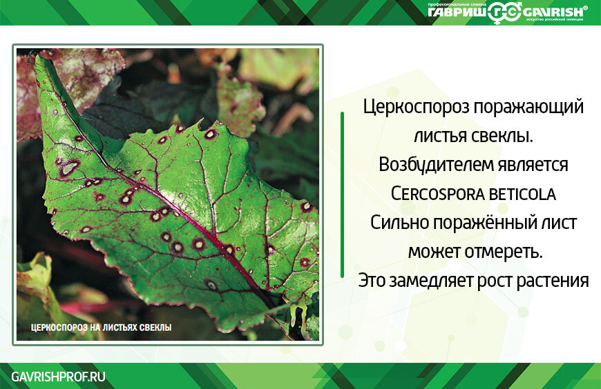 Чем обработать свеклу от вредителей. Церкоспороз свеклы. Болезни свеклы церкоспороз. Церкоспороз мангольда. Церкоспороз сахарной свеклы меры борьбы.