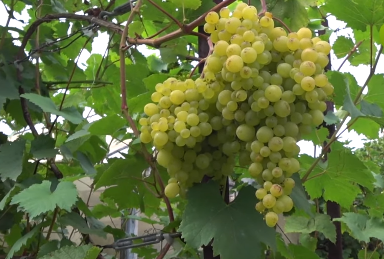 Как вырастить виноград в Сибири | Виноградный чуланчик | Дзен