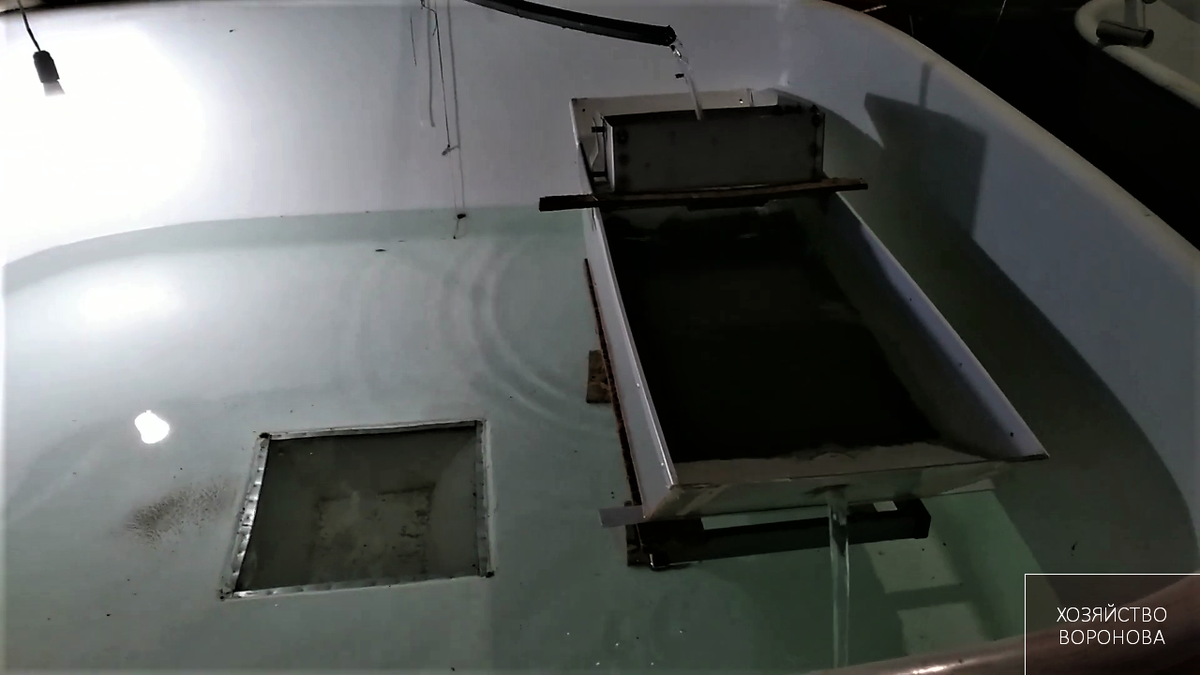 Инкубирование эмбрионов осетра