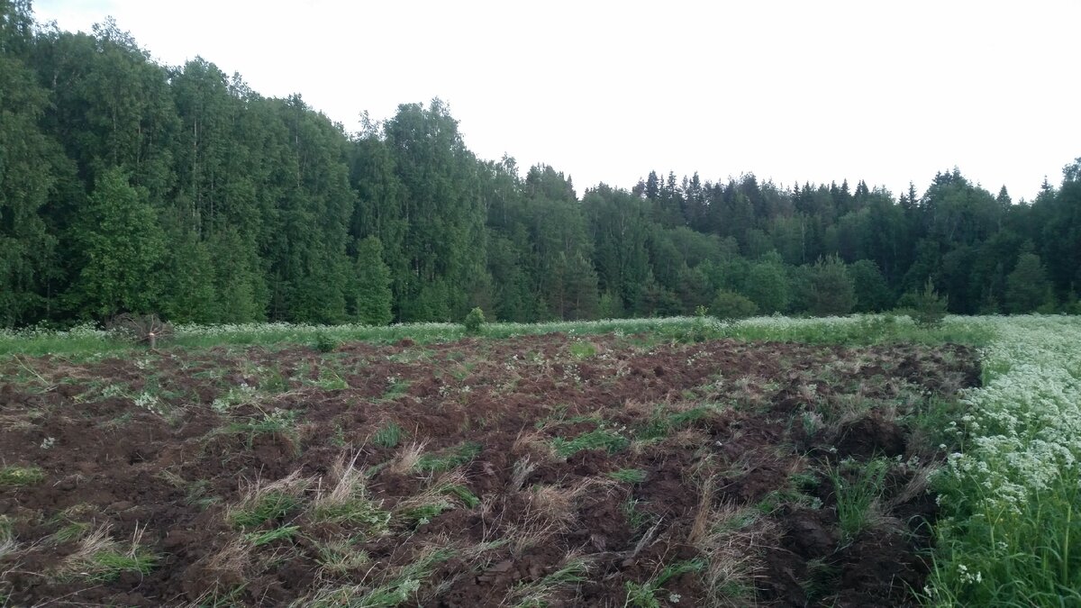 Поле вспахано в лесу на берегу реки