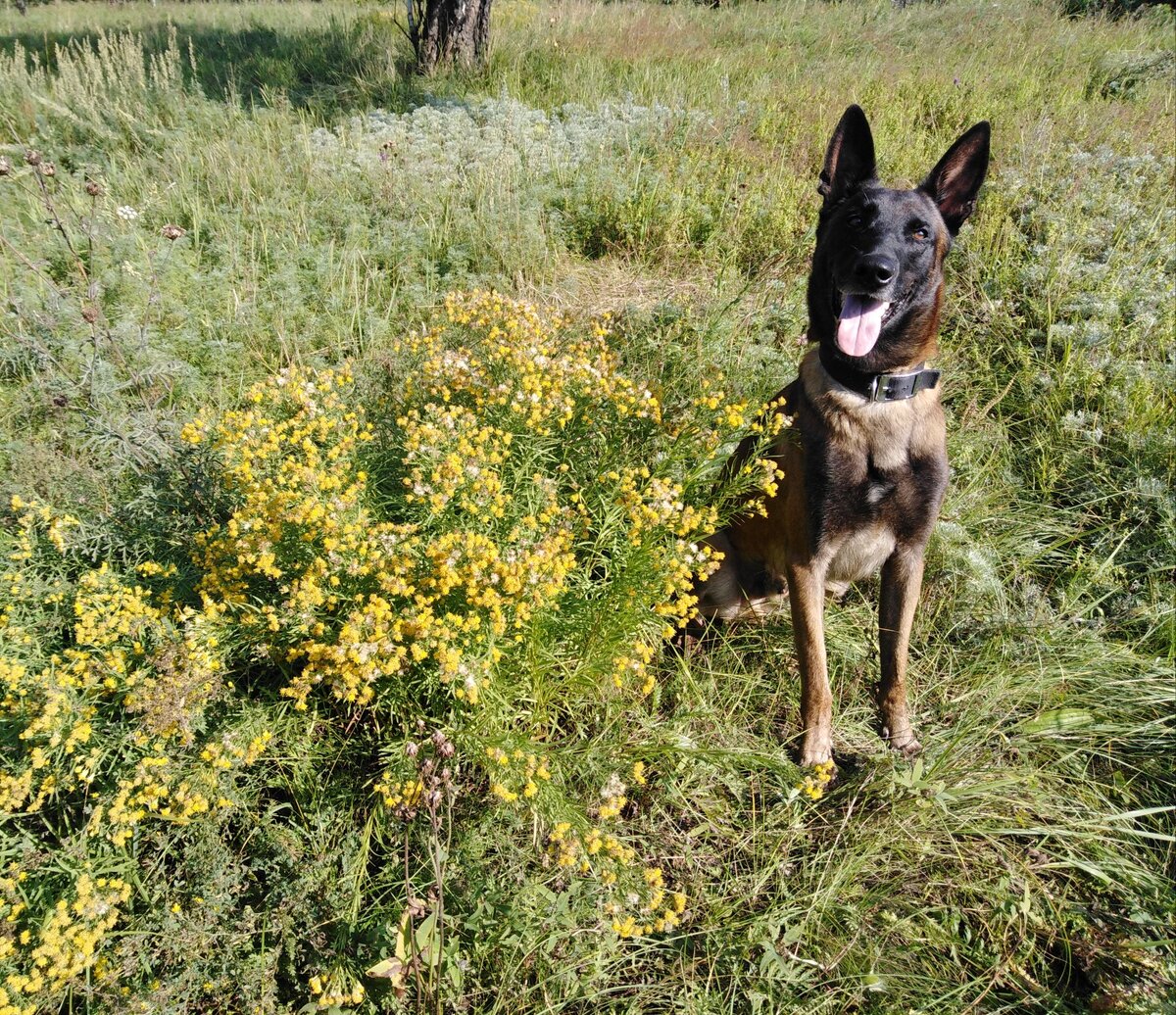 А ещё я люблю полевые цветы...ну, так же как и ёлочки.