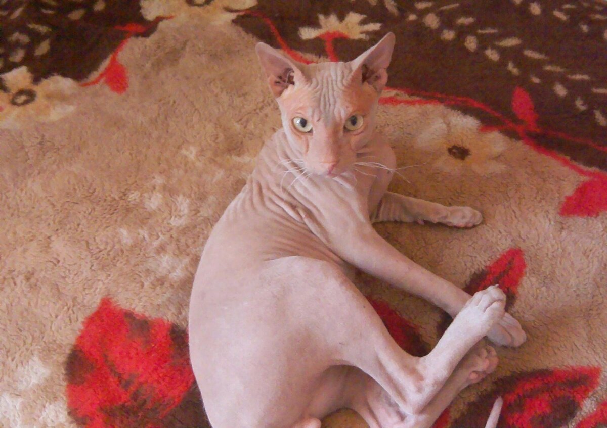 Милейшее создание