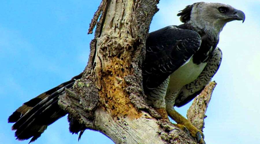 Harpy Eagle carrying prey
