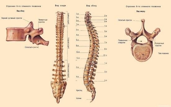 Строение позвоночного столба