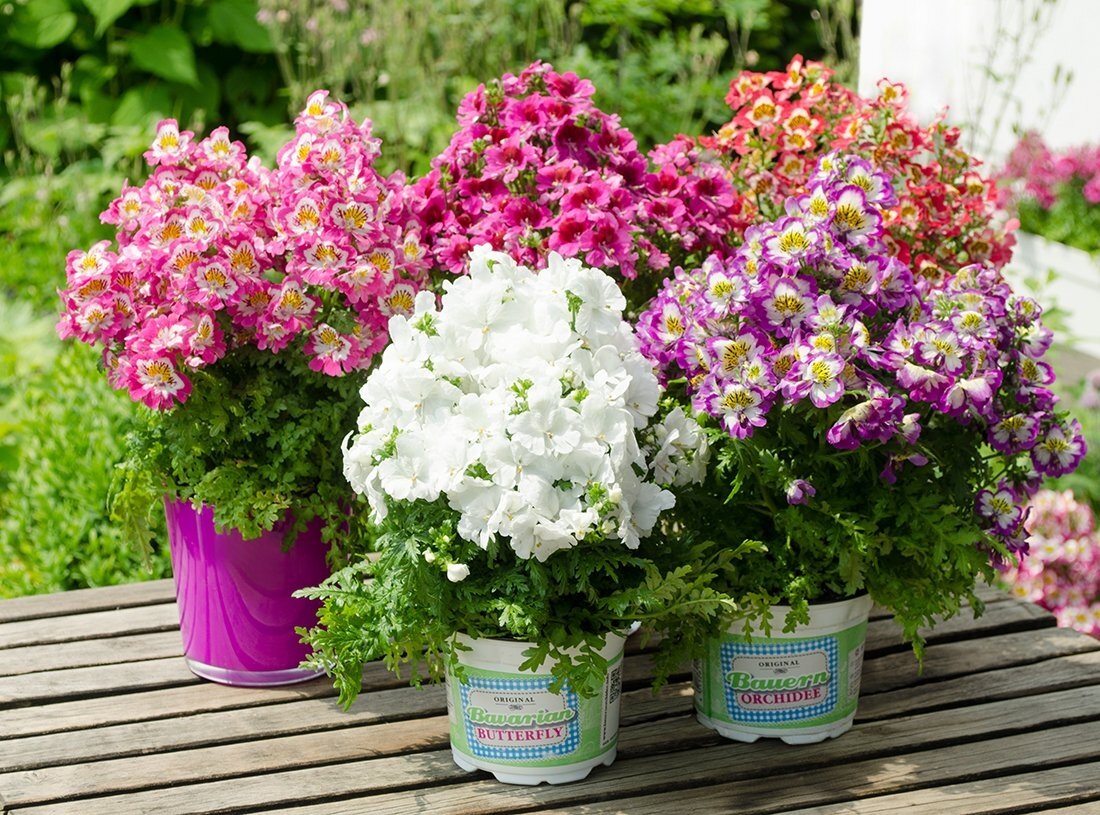 Схизантус. Фото: © bauernorchidee.com. Ссылка на изображение https://vosaduly.ru/upload/000/u2/5/6/fe27c7f4.jpg