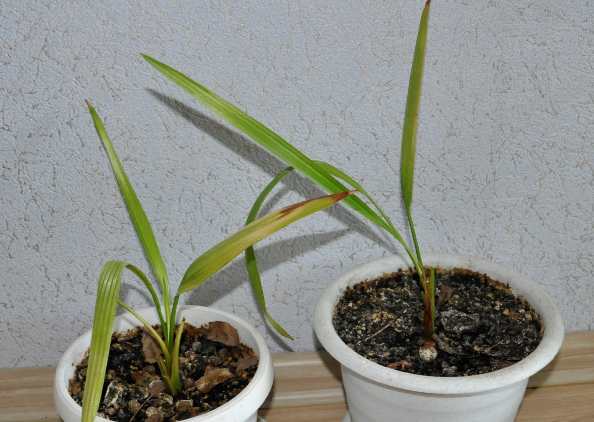 Финиковые пальмы, не получая  в достатке солнечного света могут долго болеть, рост замедляется на года.