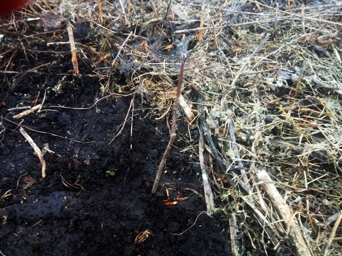 06.04.2020. Саженцы после приведения в чувство сразу же высажены на свои постоянные места.