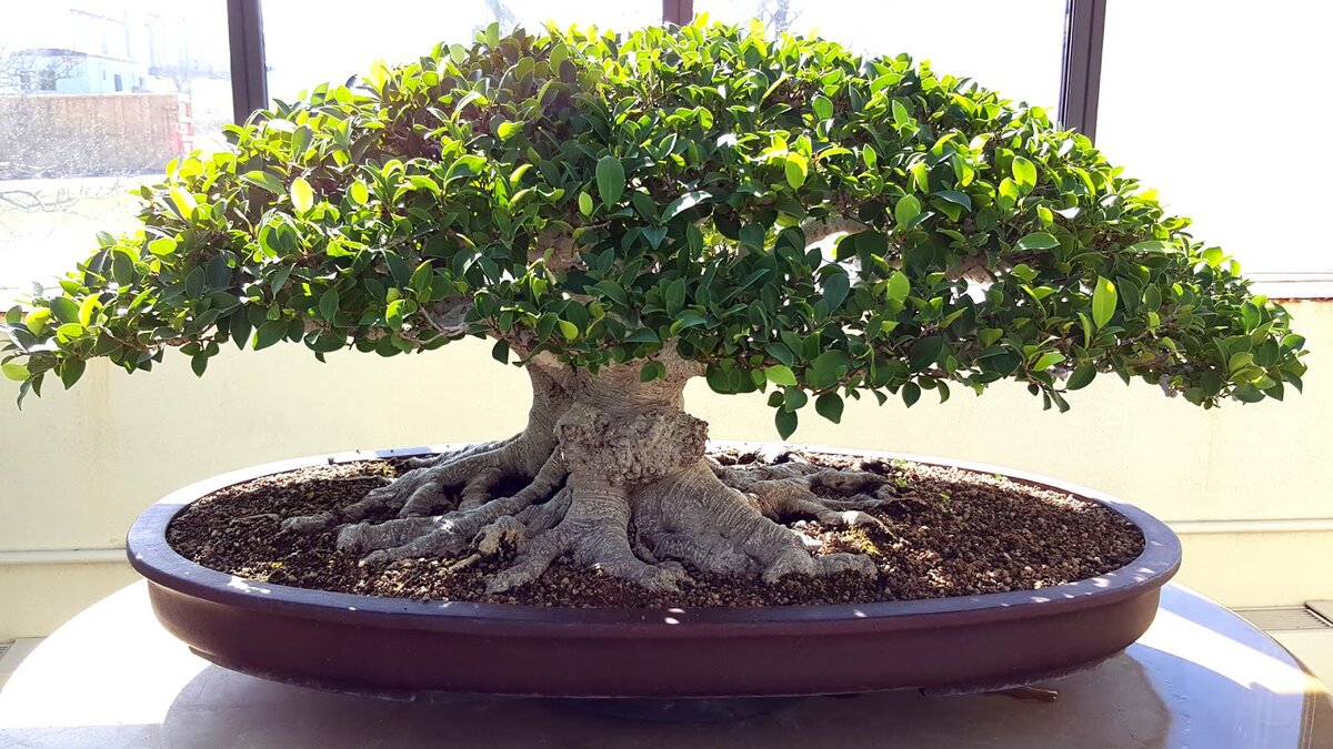 Бонсай фикус