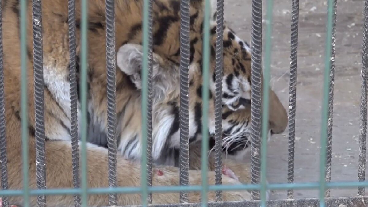 Жорик тигр даллакян. Как спасаются от жары птицы и млекопитающие. Нападение животных в зоопарке. Зоопарк спасенных животных. Измученные животные в зоопарке.