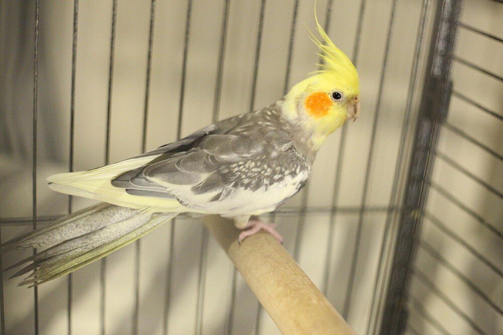 Самец, корелла