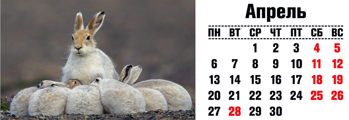 Почему зайцев называют косыми? - Интересные факты