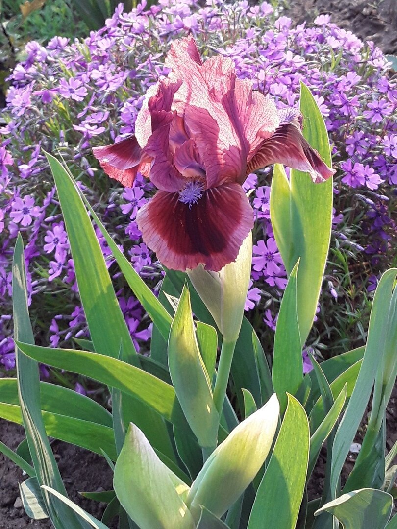 Ирис карликовый, сорт Cats Eye