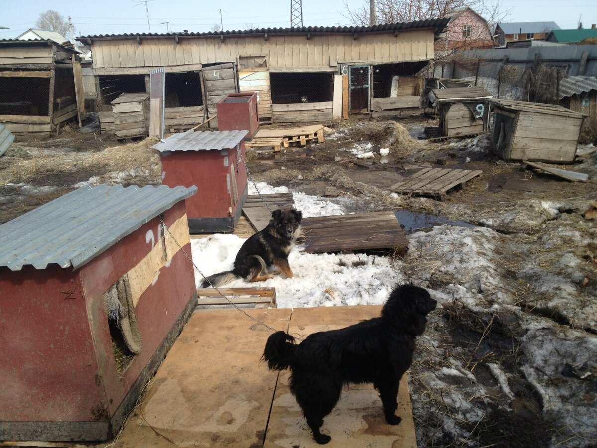 Приют "Надежда" весной 2013