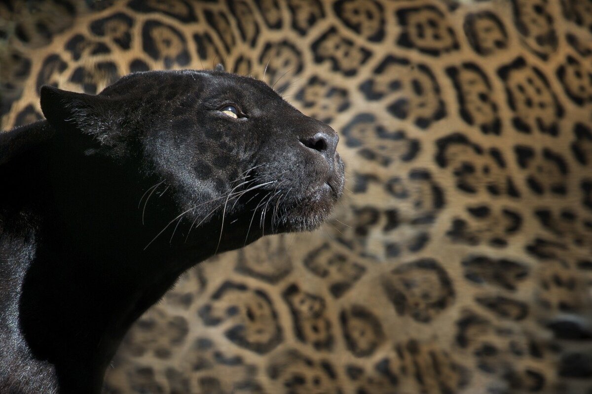 Чёрная кошка в тёмных джунглях: почему пантера — чёрная, и кто она с точки  зрения зоологии? | В когтях у хищника | Дзен