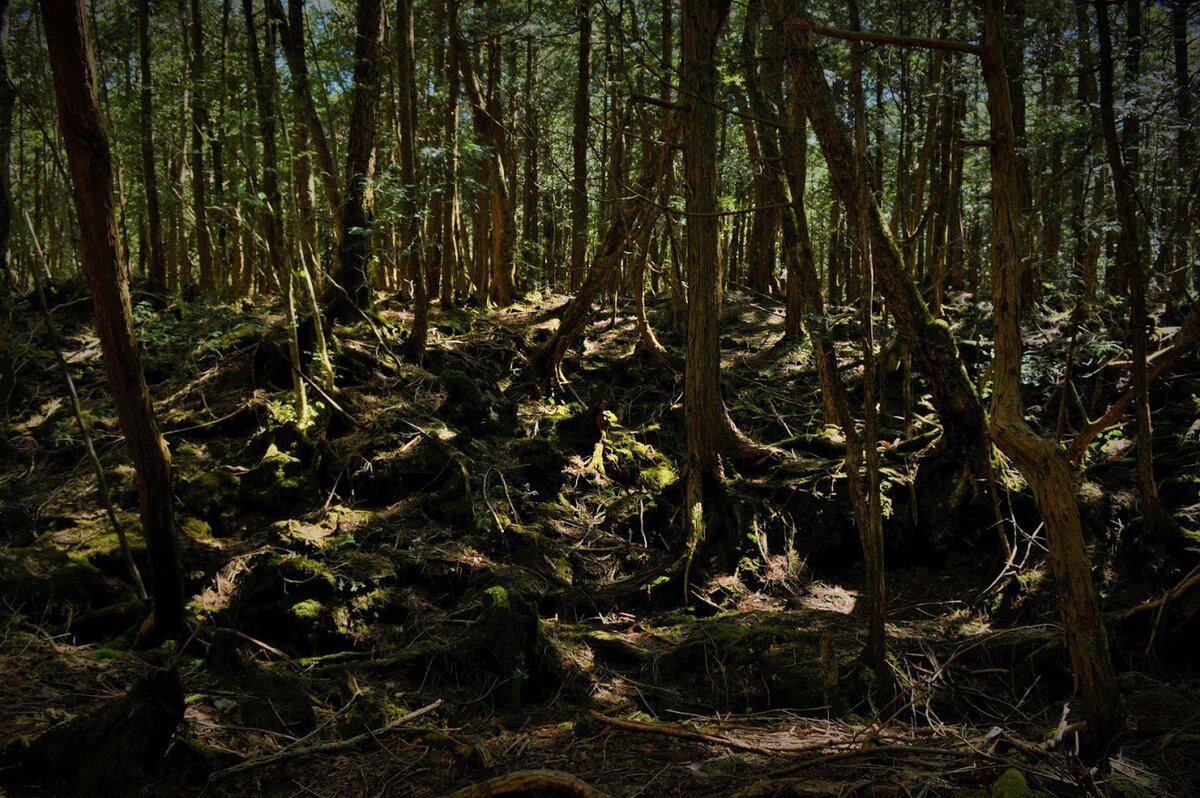Лес аокигахара фото в японии страшные