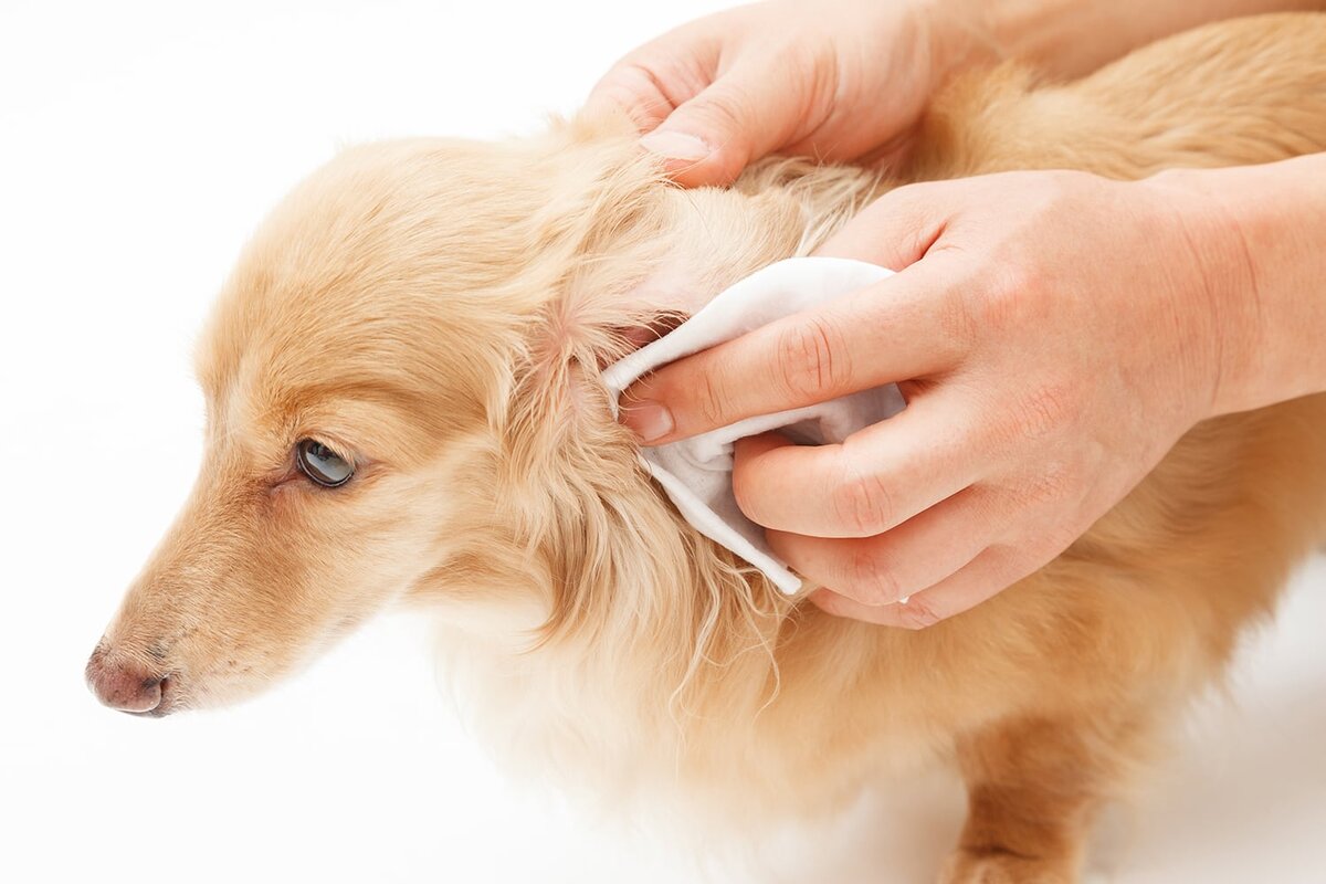 Уход за ушами домашних животных. Как чистить уши щенку