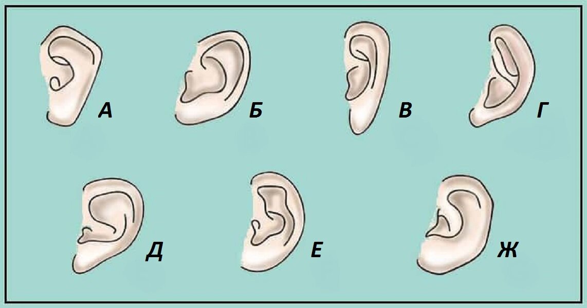 Выберите форму уха