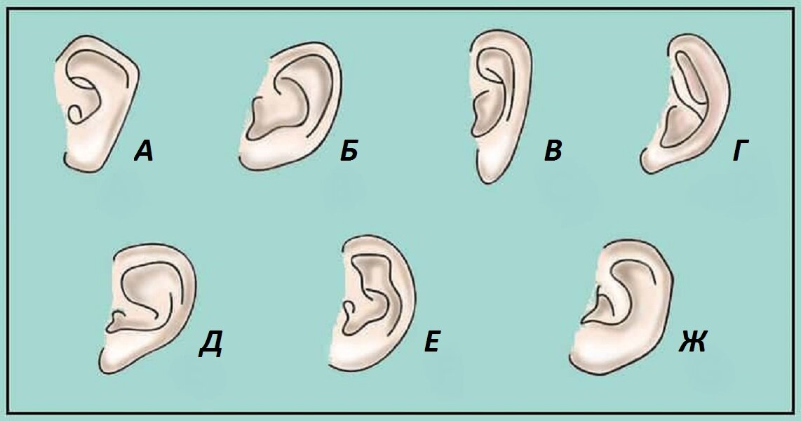 Форма ушей и характер человека с картинками изгибы раковины