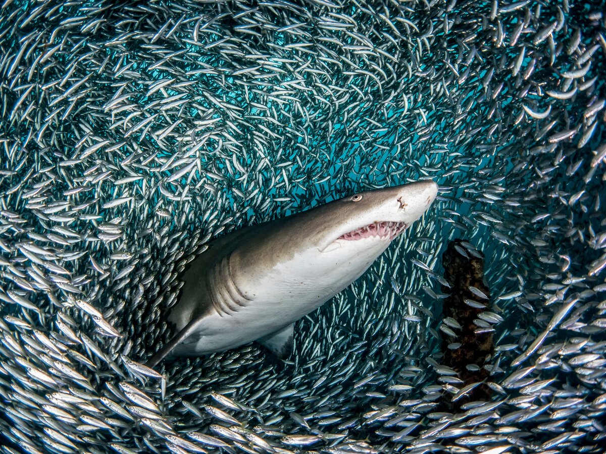 Фото: imgur.com