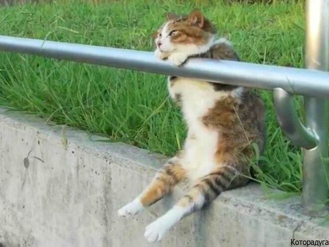  Источник: vk.com