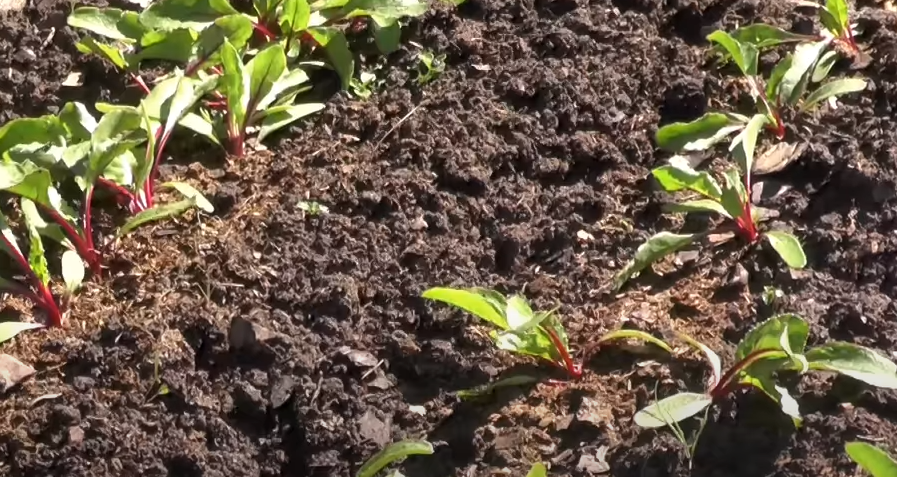 Первое прореживание.