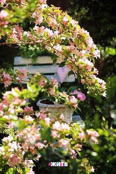 В любую погоду весеннего вам настроения, тепла в душе, цветочков и радости!🤗☀ 
#жить #проектжить #настроениежить