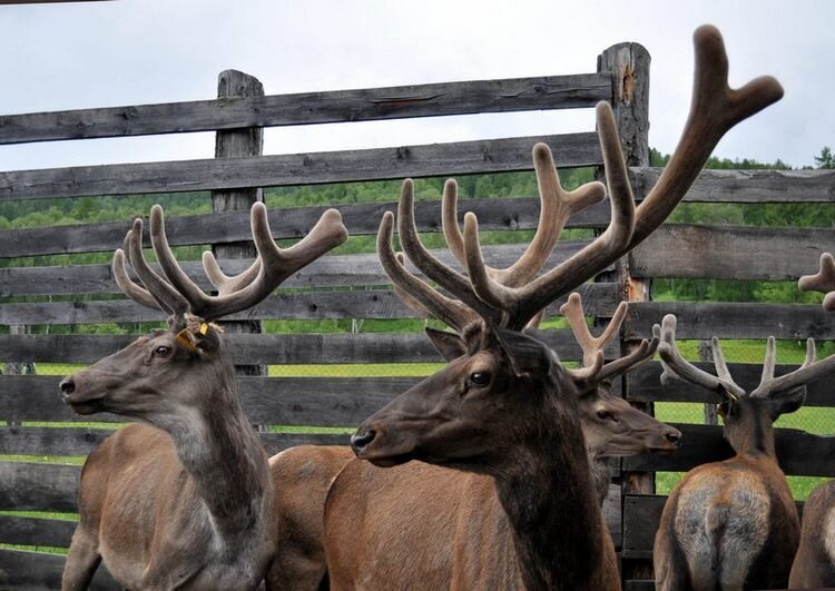 источник фото Яндекс