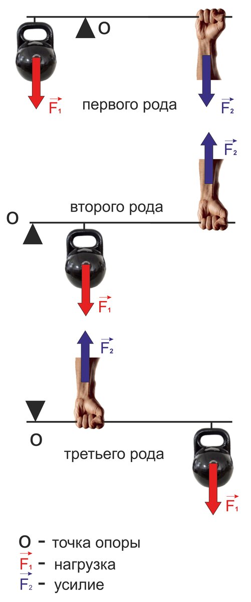 Виды рычагов в теле человека. 