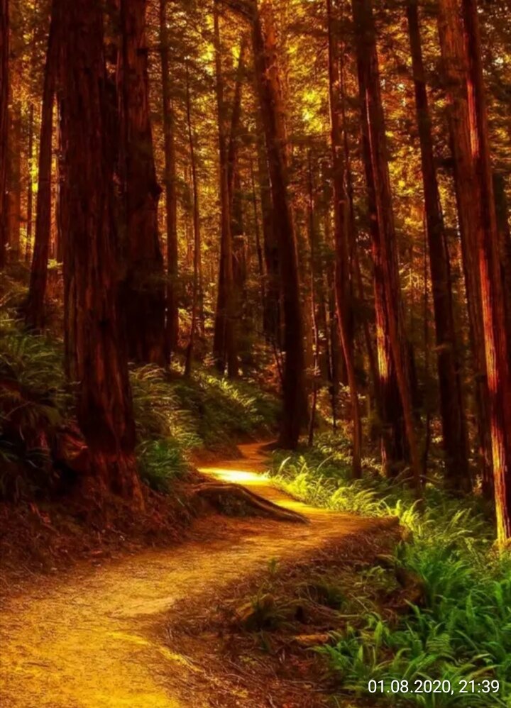 Это и есть лес