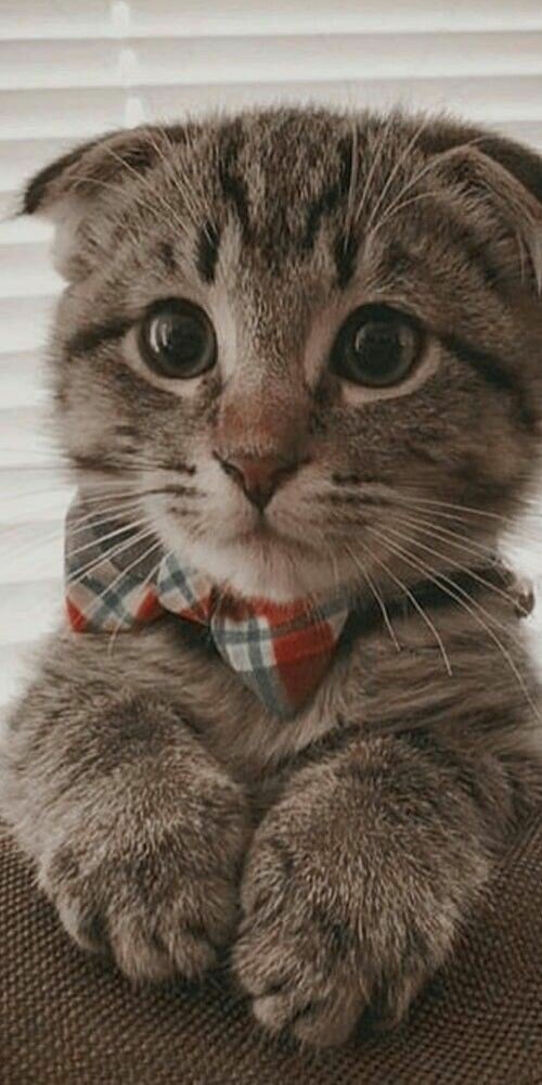 Фото взято из открытого источника.Для разбавления текста.