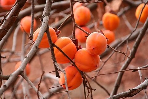                                                    так растёт хурма