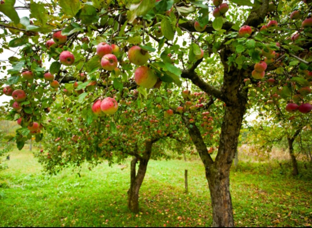 Как удобрядь яблони , чтоб яблочки сладкие были , бабушкин совет.