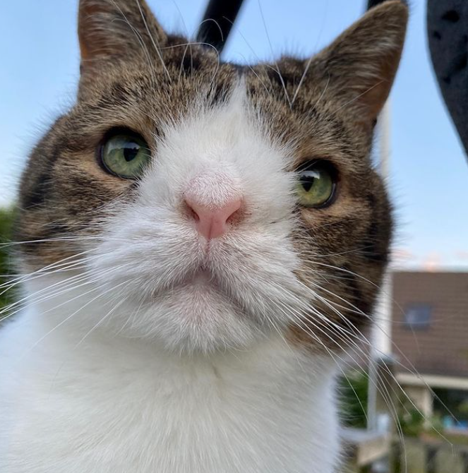 Источник lovemeow/monty_happiness