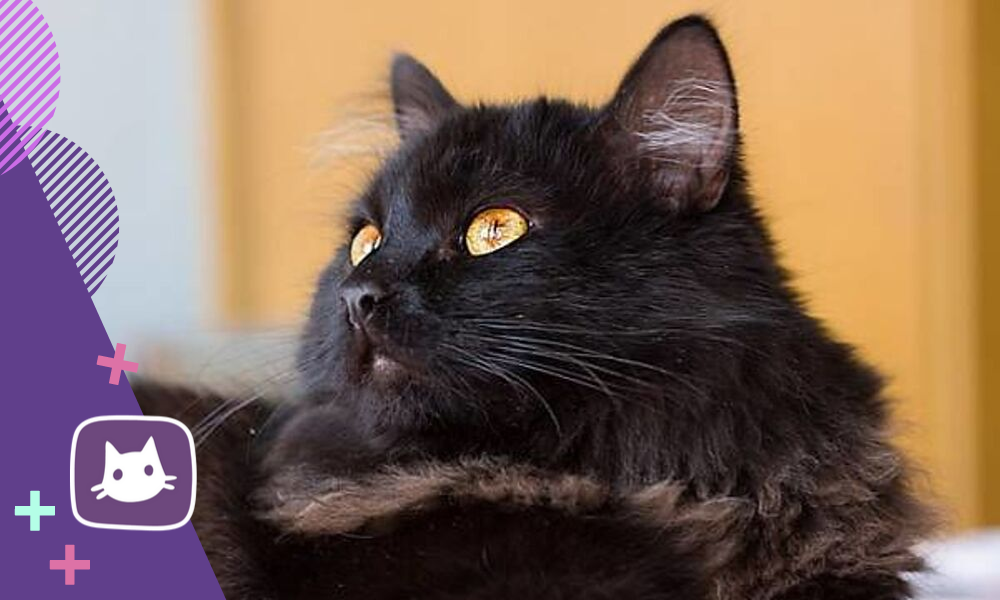 Кошки тиффани шантильи. Шантильи-Тиффани порода. Кот породы шантильи Тиффани. Шантильи (Тиффани-шантильи). Тиффани шантильи черный.