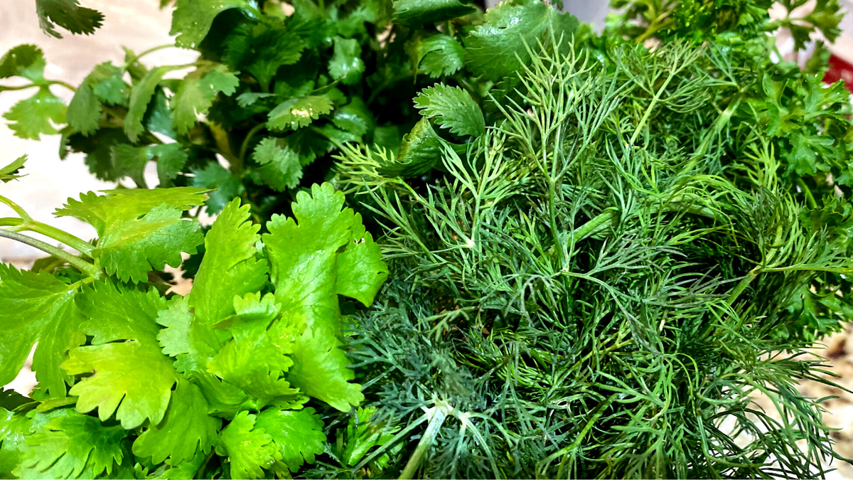 кинза и петрушка. фото кинзы и петрушки. кинза, петрушка, кориандр, сельдерей. петрушка и кашнич. кинза и петрушка отличия сельдерей.