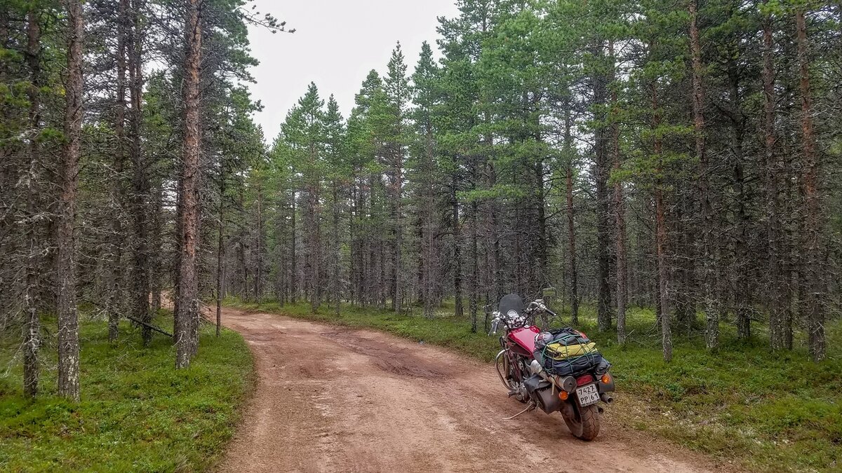 Лес на Марсе.