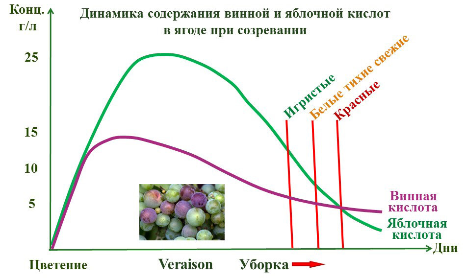 Кислотность в вине