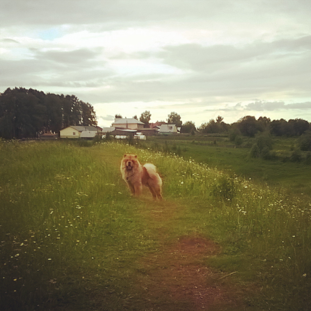 "Стой" в действии