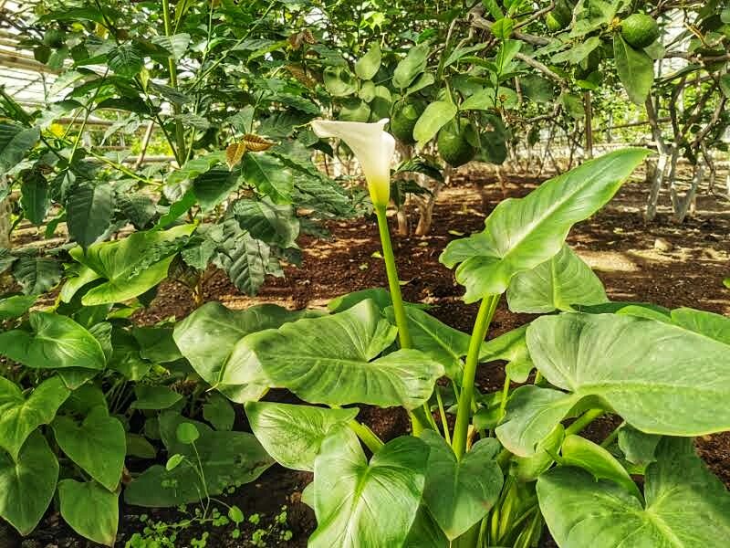 Здесь видны лимоны