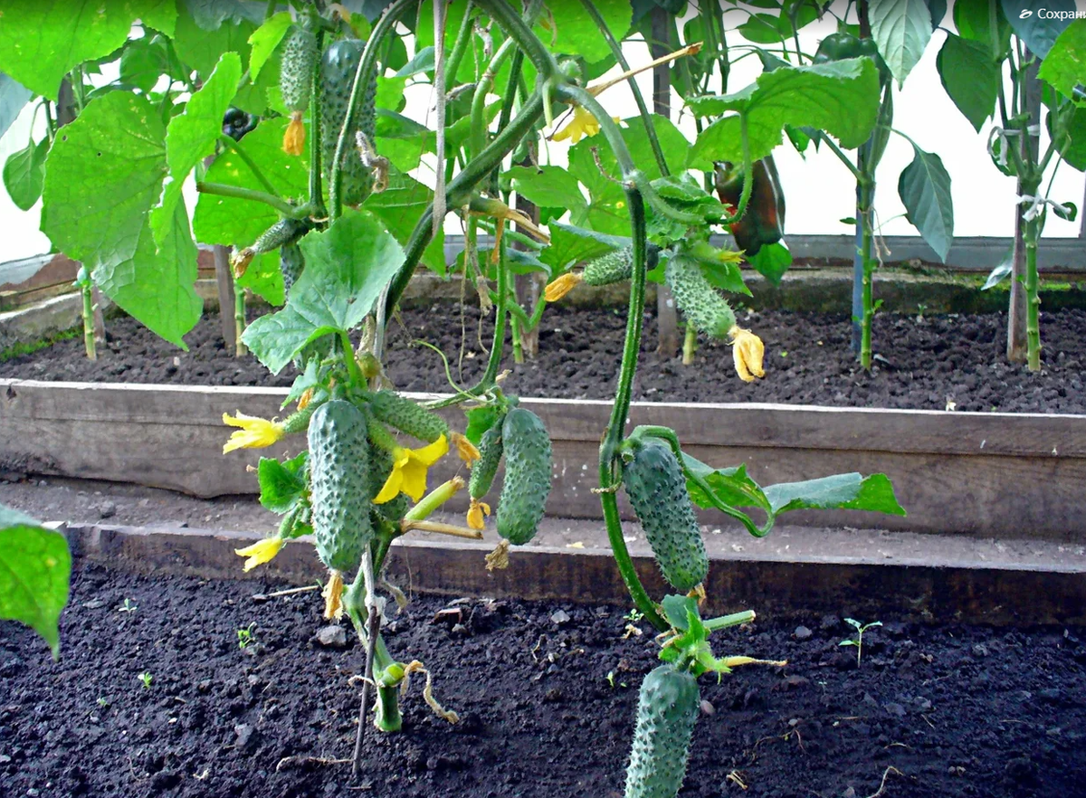 Огурец Темп